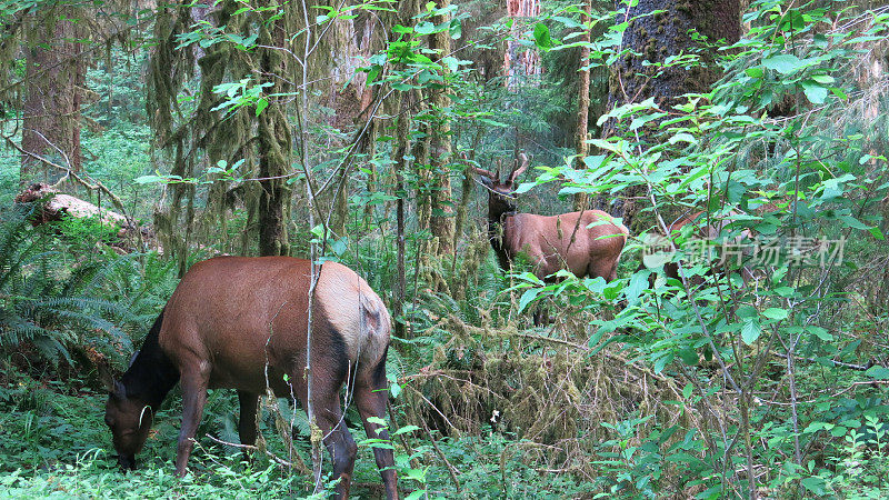 Two Elk Feeding in Hoh Rainforest, Olympic National Park, Washington